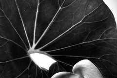 Cala-Leaf_3619_BW_FT