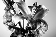 LILLY_0002_BW