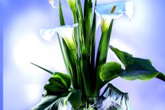 A_9349_INTIMI_FT_COLOR