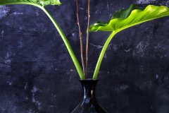 CR_Top-Light_8664_Leaf-Xtra_8662_FT