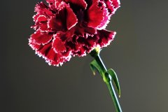 Carnation_Stem_0329KN_Base_KM_Crop_Fusiond