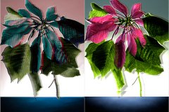 Diptic_Poinceta_Poinceta_ZY_FT