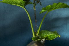 GA_Base_8304_BdRp_8310_FT-2-scaled