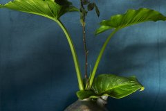 GA_Base_8304_BdRp_8310_FT