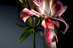 LiLLy_BASE_0054_FT_FINAL