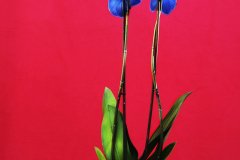 O1_0323AU_Fusiond_FT