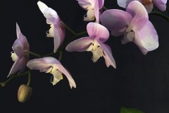 O26_Detail_0408EG_FT