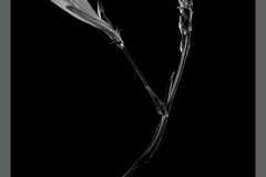 Soliflor_6492_BW_Text