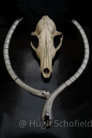 Skull & Serpent Wall Art