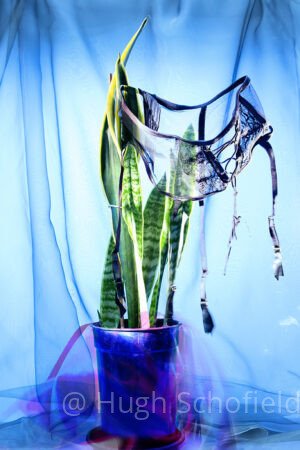 Pop Surreal Wall Art – Botanical Fashion Statement