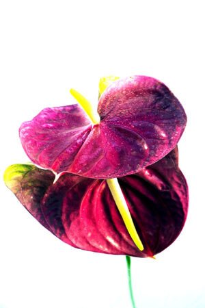 Anthurium Wall Art – Modern Botanical Print