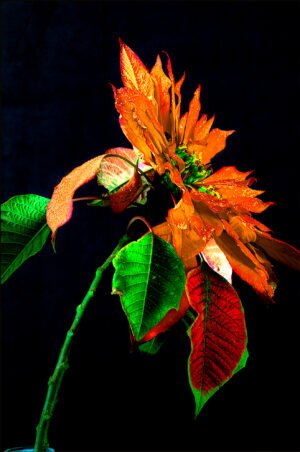 Dramatic Red Botanical Wall Art – Vibrant Floral Statement Print