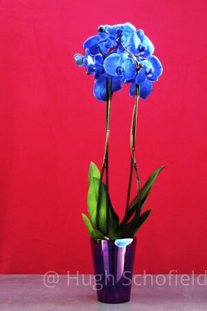 Vibrant Pop Botanical Print – Contemporary Orchid Statement Art