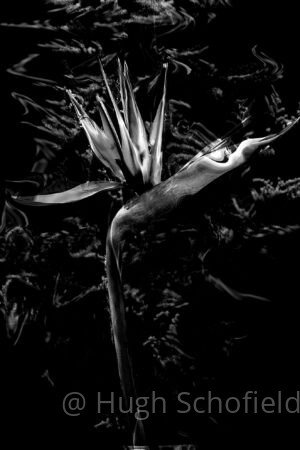 Black and White Bird of Paradise Wall Art