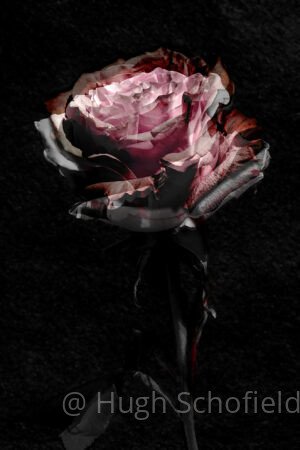 Dark Pink Rose Wall Art – Dramatic Fine Art Floral Print