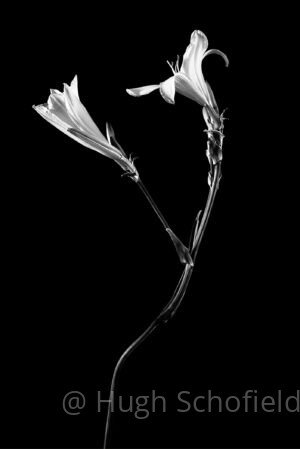 Black & White Lilly Art Print - Minimal Botanical