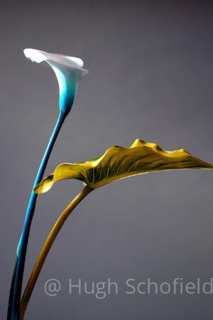 Contemporary Calla Lily Art Print – Modern Color Botanical