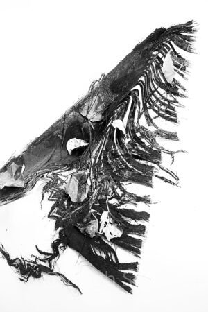 Monochrome Palm Art Print – Raw Minimal Composition