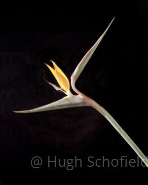 Tropical Minimal Fine Art Print – Sculptural Botanical Photography