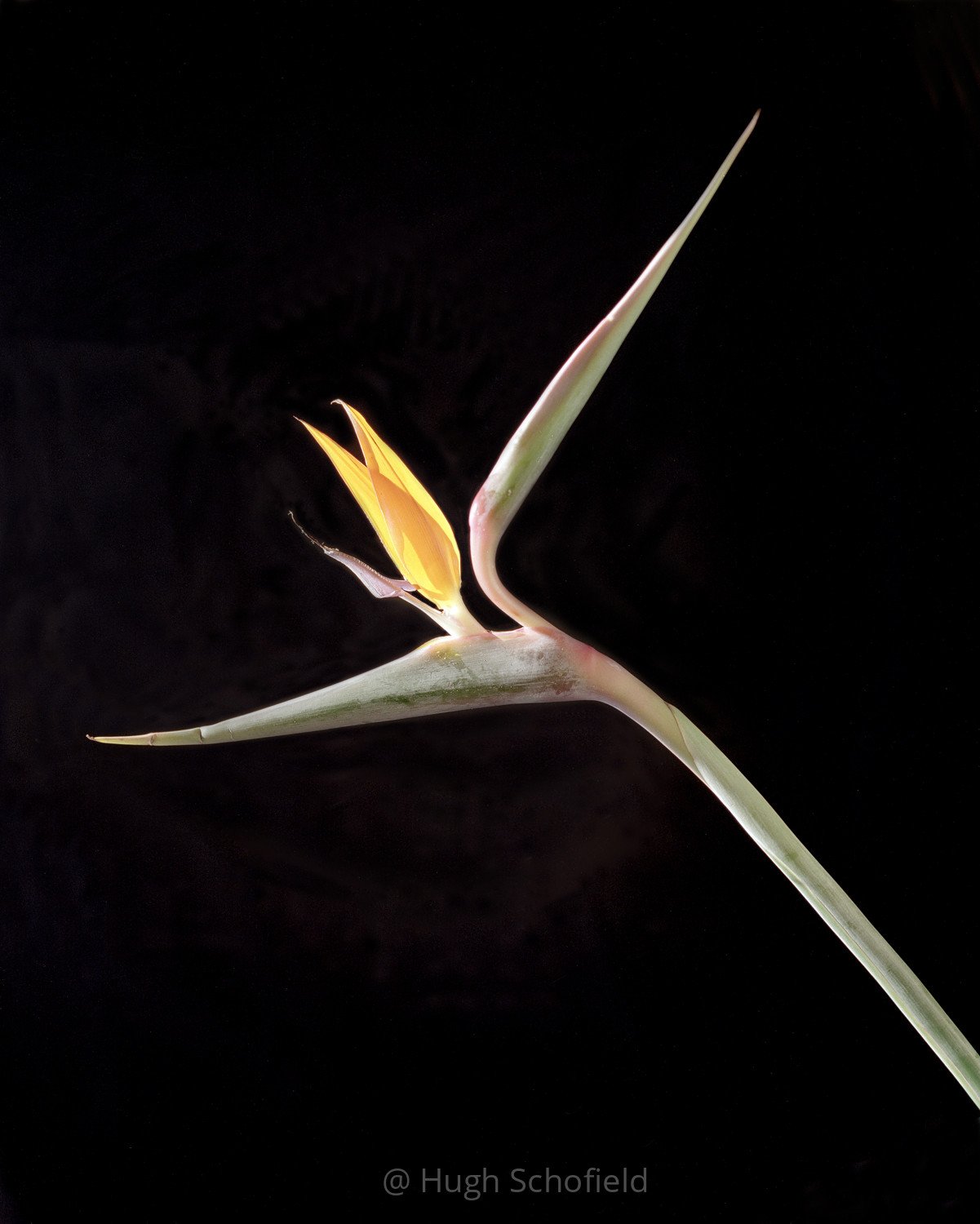 Tropical Minimal Fine Art Print – Sculptural Botanical Photography